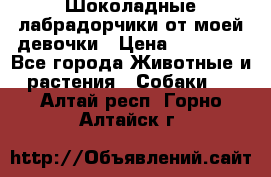 Шоколадные лабрадорчики от моей девочки › Цена ­ 25 000 - Все города Животные и растения » Собаки   . Алтай респ.,Горно-Алтайск г.